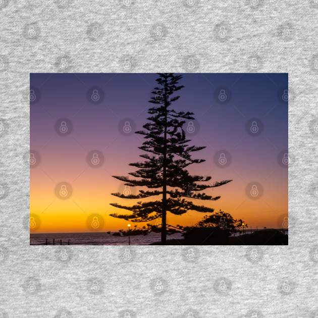 Namibia. Swakopmund. Tree. Sunset. by vadim19